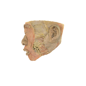 图2-31 鼻腔外侧壁
