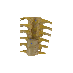 图 1-35 脊柱的韧带