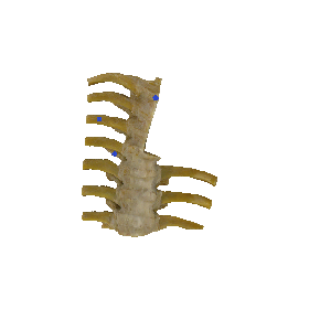 椎骨连接