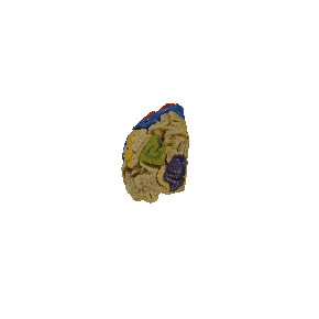 图 9-33 大脑皮质中枢（上外侧面）