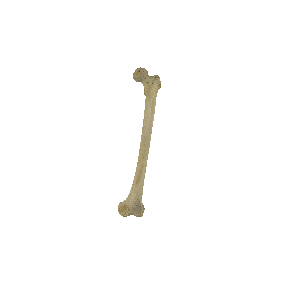 图2-2 骨的形态（长骨）