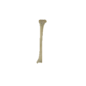 图2-23 胫骨和腓骨（示胫骨）