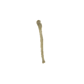 图2-17 桡骨和尺骨（示尺骨）