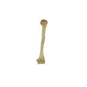 图2-16 肱骨