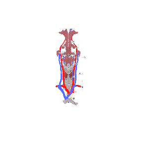 甲状腺血管分区