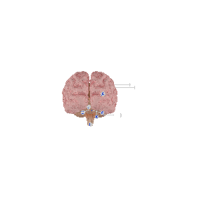 脑垂体分区