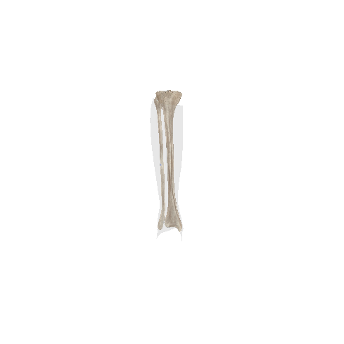 韧带-左下肢-2-L7